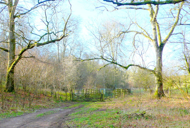 The Common Turnworth Down - geograph.org.uk - 2765691