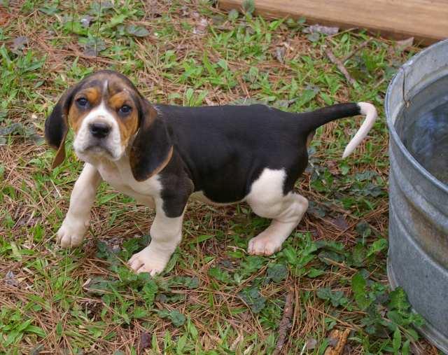 treeing walker coonhound puppy