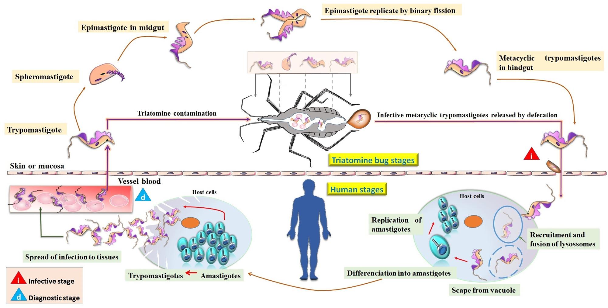 An Updated View of the Trypanosoma cruzi Life Cycle: Intervention Points  for an Effective Treatment