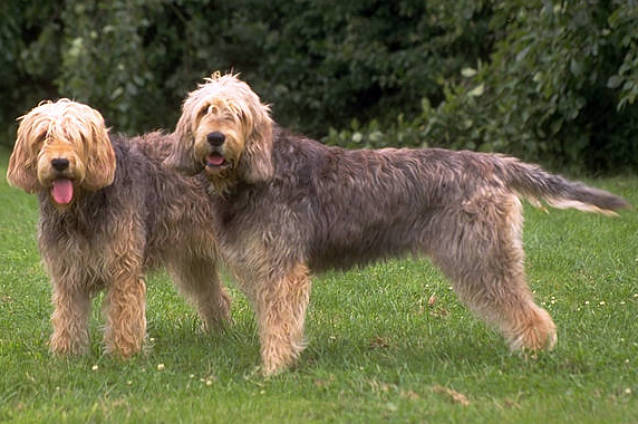 Otterhound - Dog Scanner