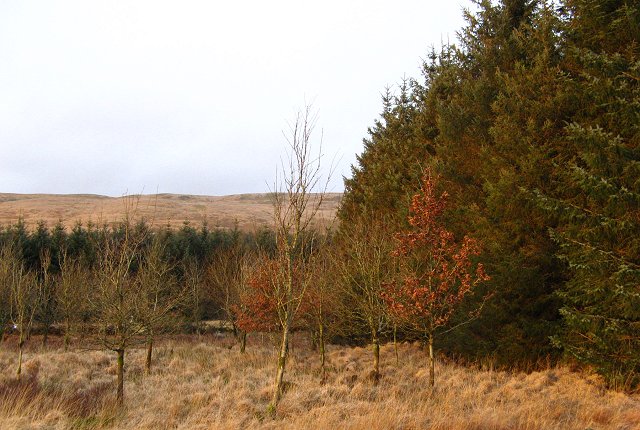 File:Vegetation Boundary - geograph.org.uk - 314381.jpg