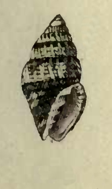 <i>Vexillum amabile</i> Species of gastropod