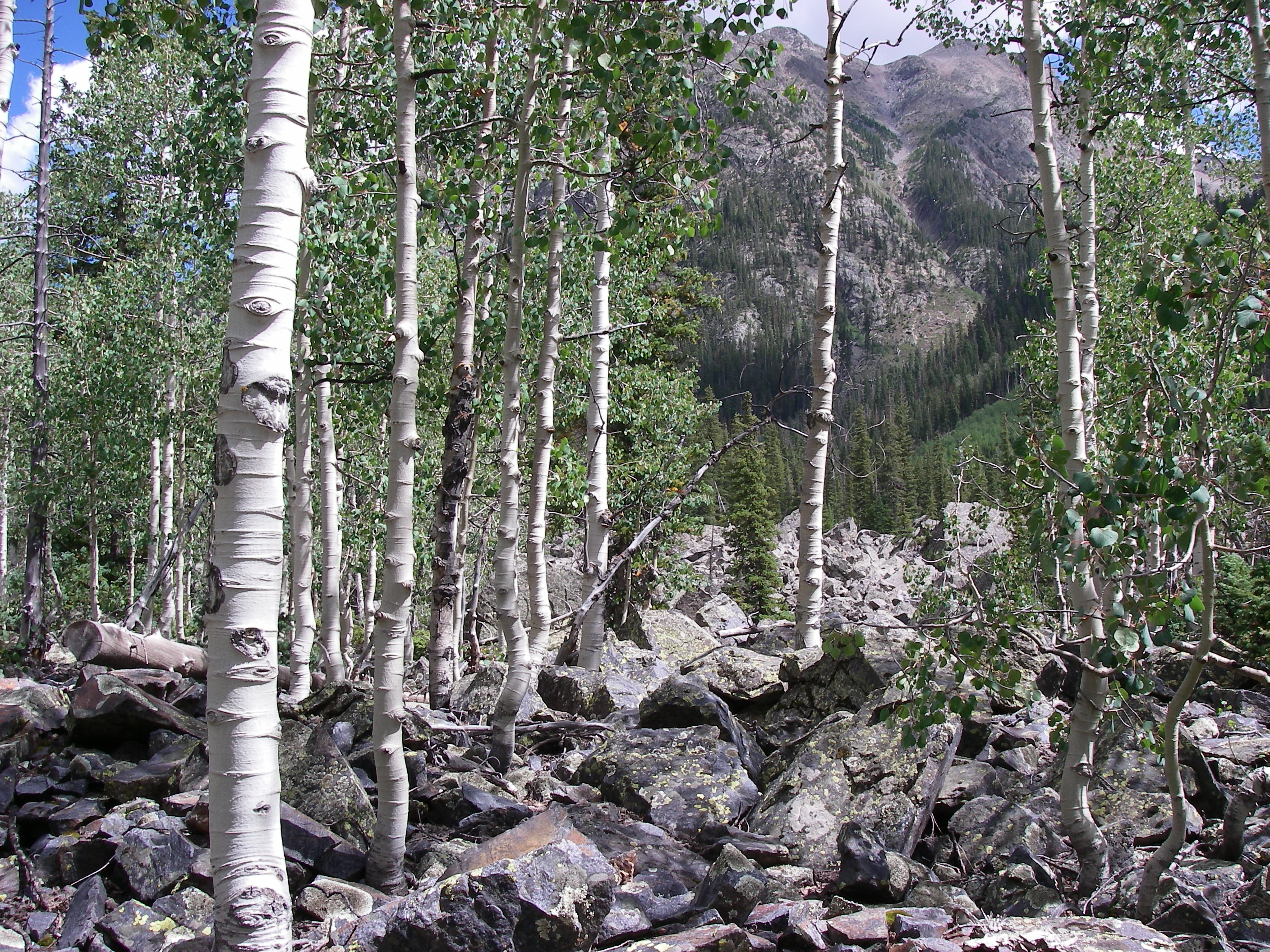 File:Weminuche Wilderness Aspen 2010.jpg - Wikimedia Commons