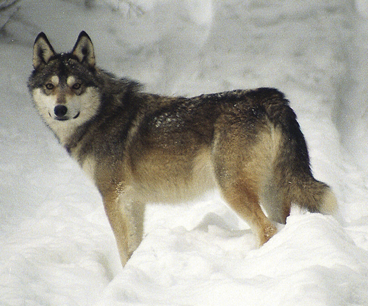 Yolobit siberian. Восточносибирская лайка. Восточно Сибирская лайка. Восточносибирская лайка метис. Восточносибирская лайка волк.