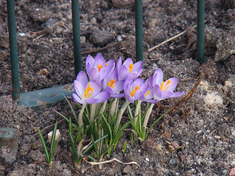 File:05034 spring in beskidy.JPG