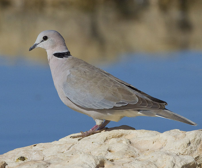 File:2012 Ring-necked Dove.jpg