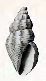 <i>Anacithara tumida</i> Species of gastropod