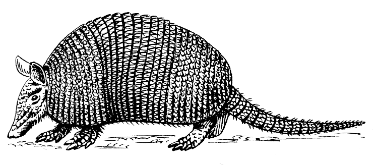 Armadillo (PSF)