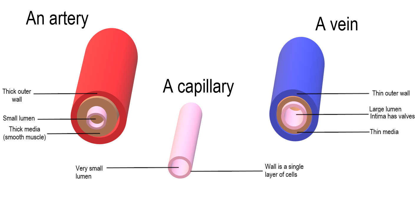File:Artery Vein Capillary Comparison.png - Wikimedia Commons