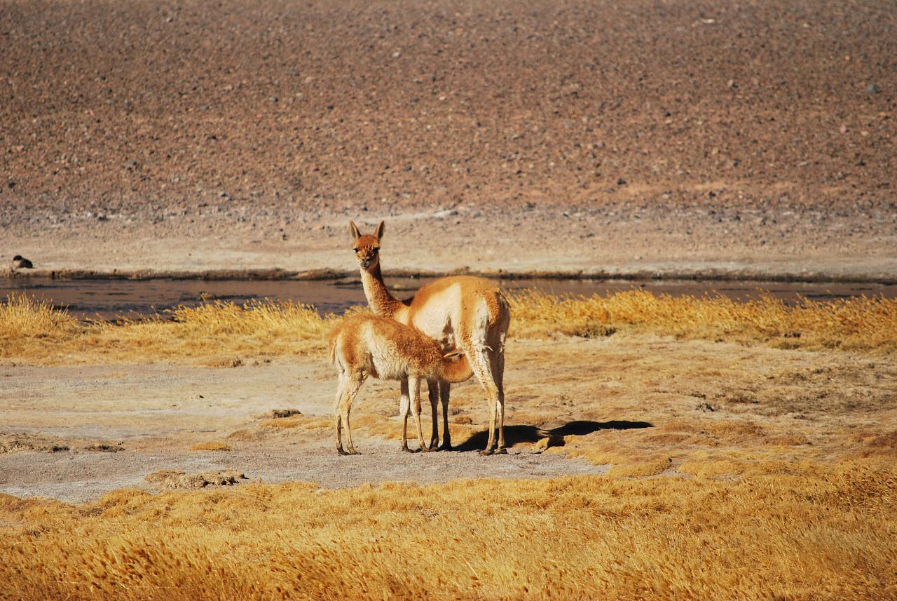 Палатка Marabut Atacama