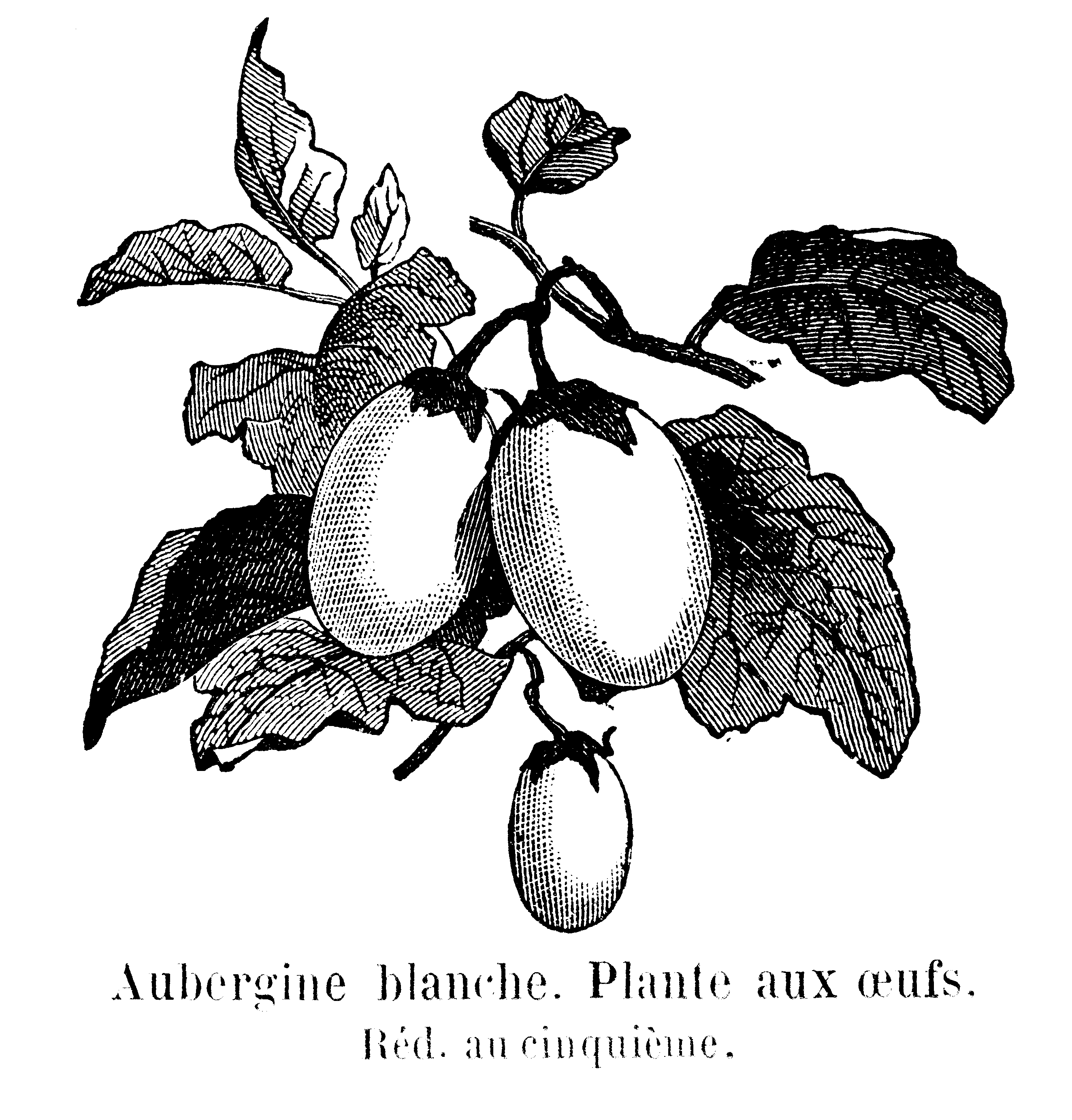 Aubergine — Wikipédia