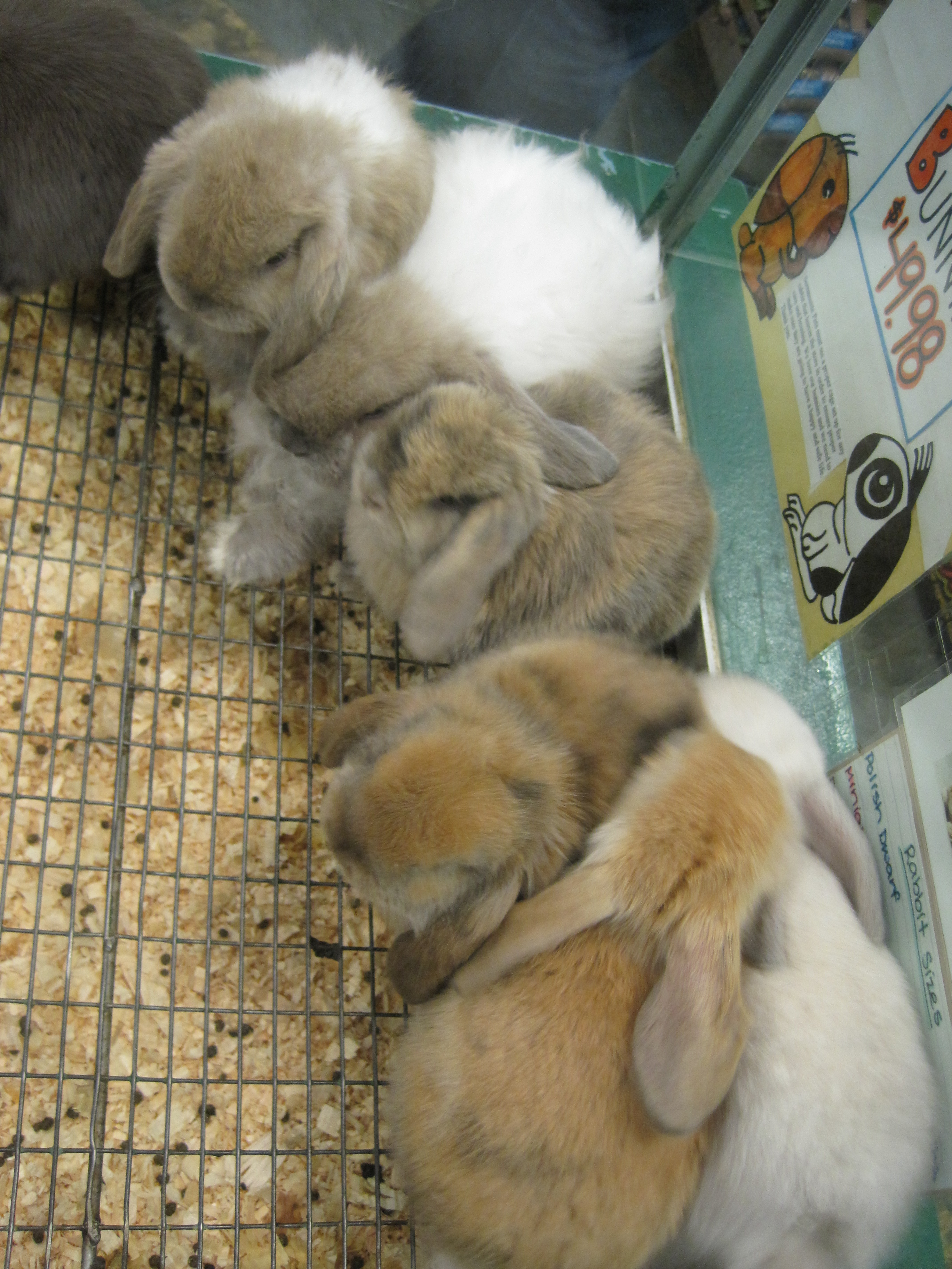 File:Baby rabbits at Serramonte Pet Shop 3.JPG - Wikimedia Commons