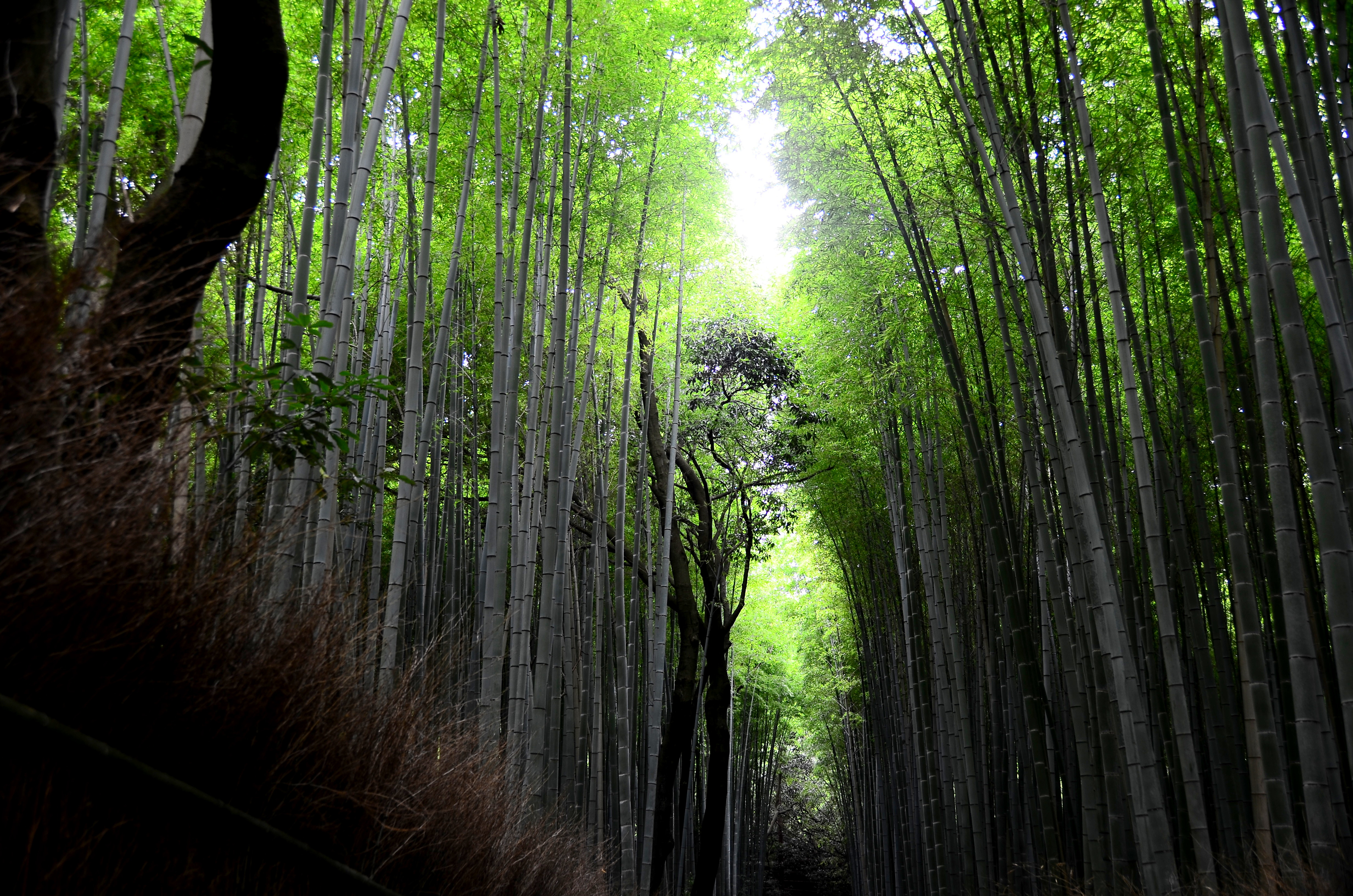 Субтропические леса Японии