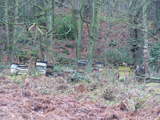 File:Beehives, Langsett Road South, Oughtibridge - geograph.org.uk - 1082926.jpg