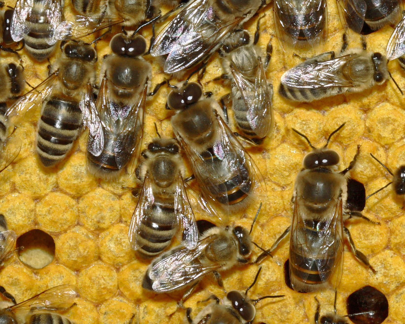 Bienen 35b-Detail.jpg