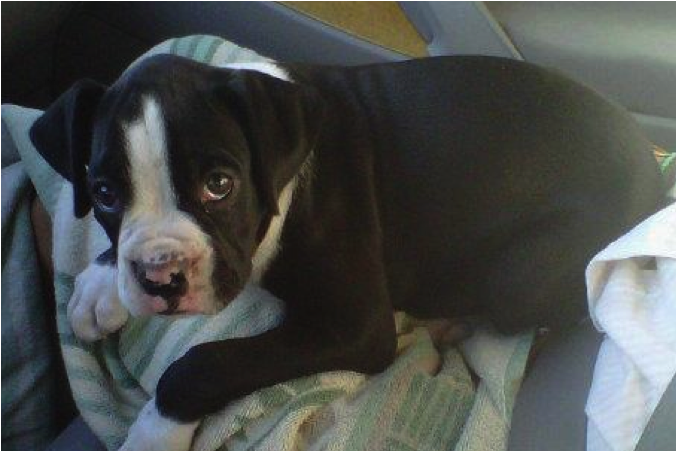 black and white boxer pit mix