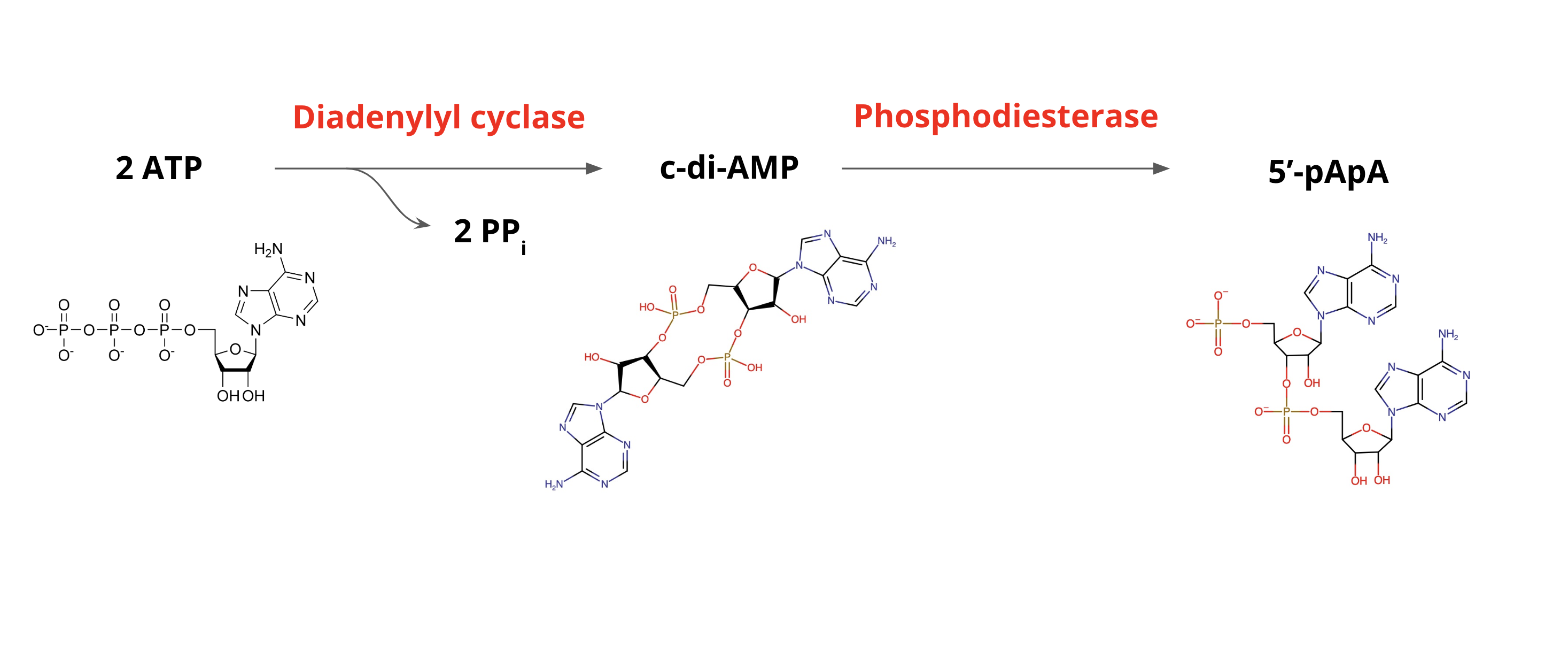 Cyclic Di Amp Wikiwand