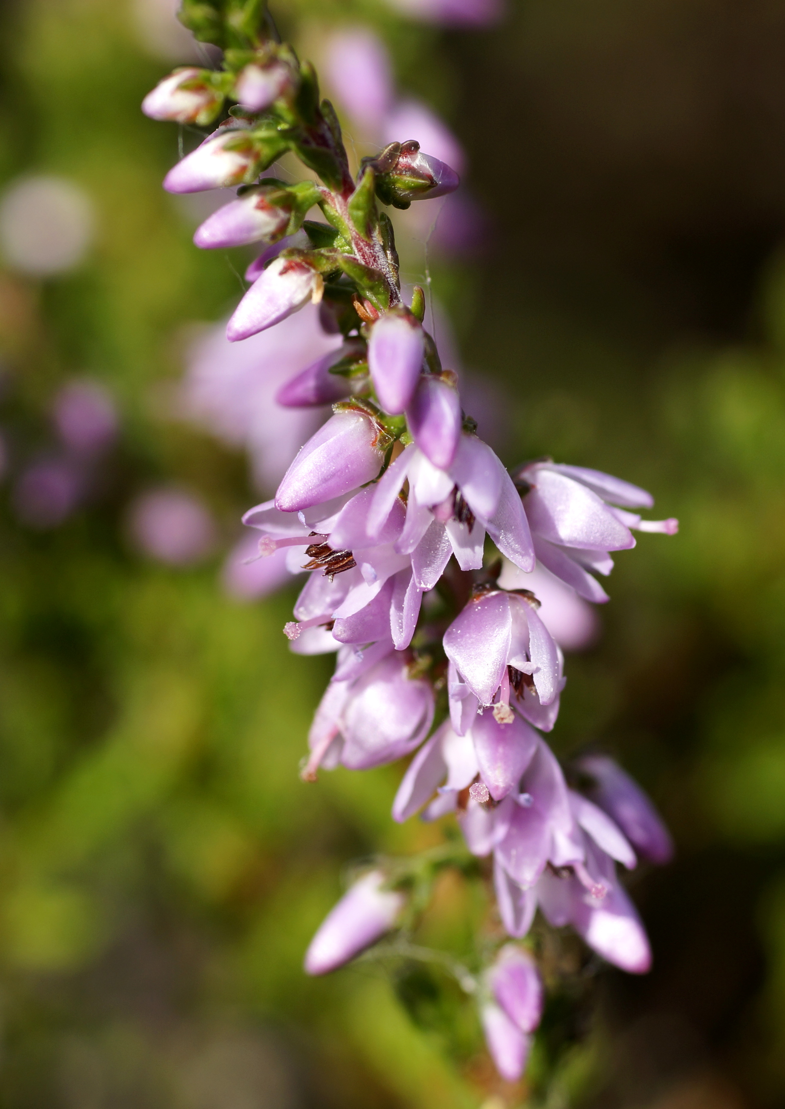 Calluna - Wikipedia