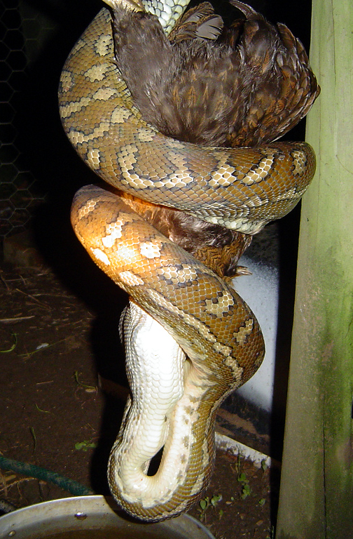 https://upload.wikimedia.org/wikipedia/commons/6/60/Carpet_snake.jpg