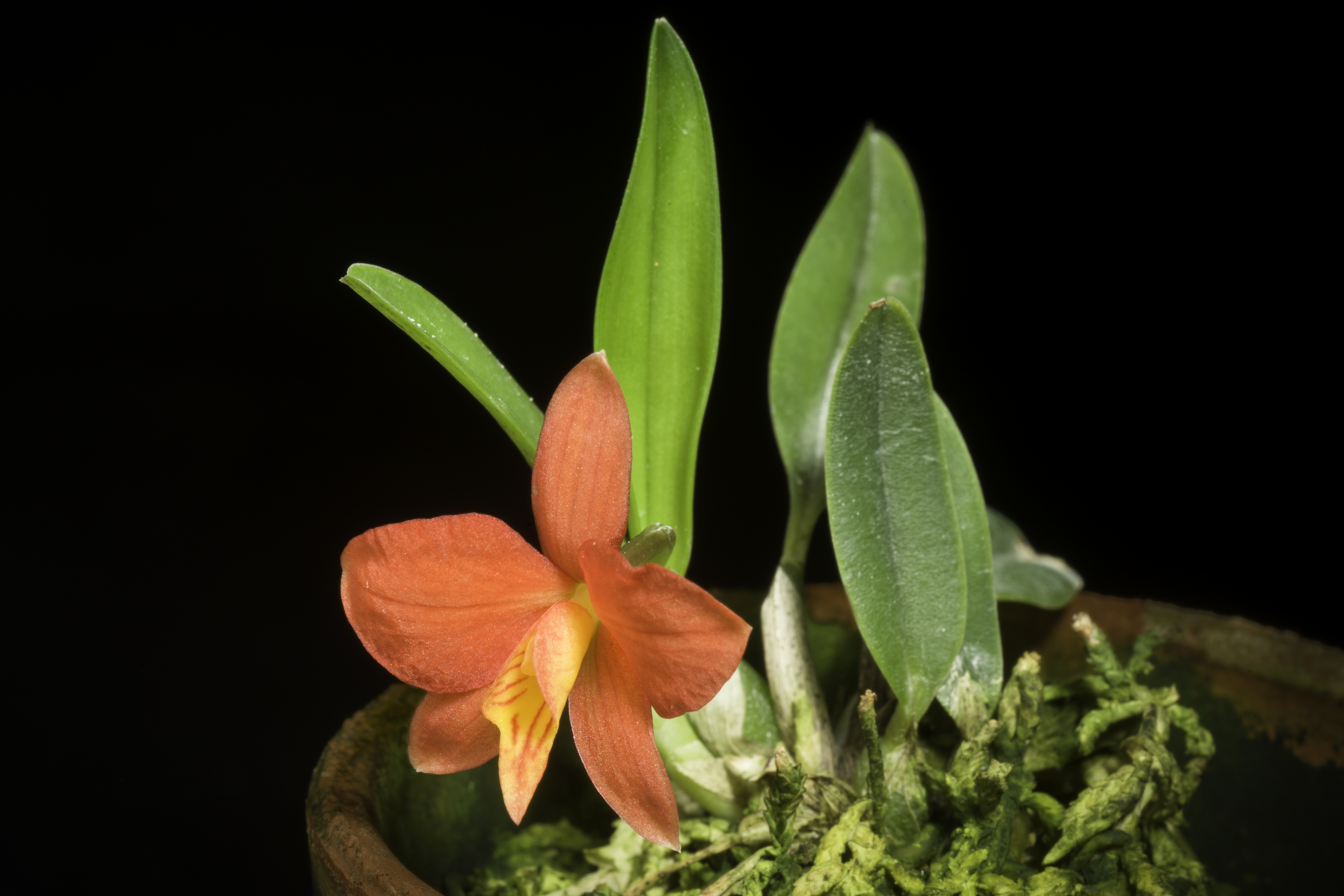 Cattleya pygmaea – Wikipédia, a enciclopédia livre