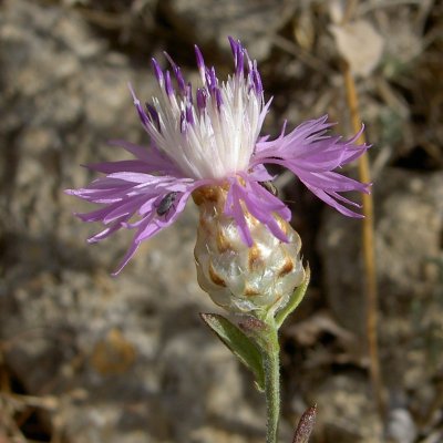 File:Centaurea alba.jpg