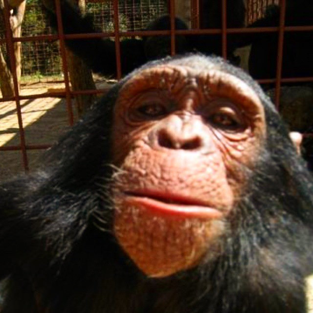 Chimpanzee_selfie.jpg