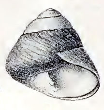 Chlorostoma lischkei