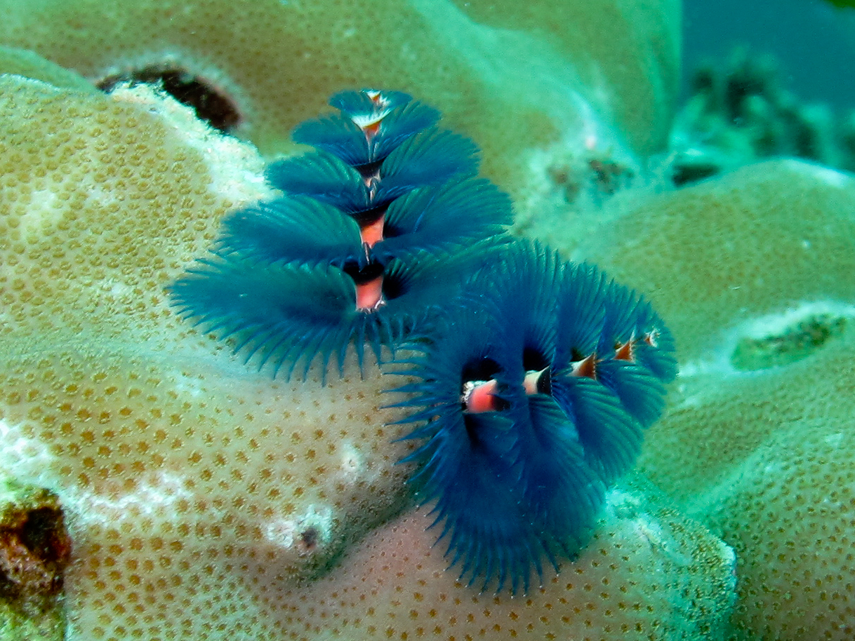 christmas tree worms