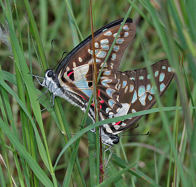 File:Common Jay (Graphium doson) mating in Hyderabad, AP W IMG 9780.jpg