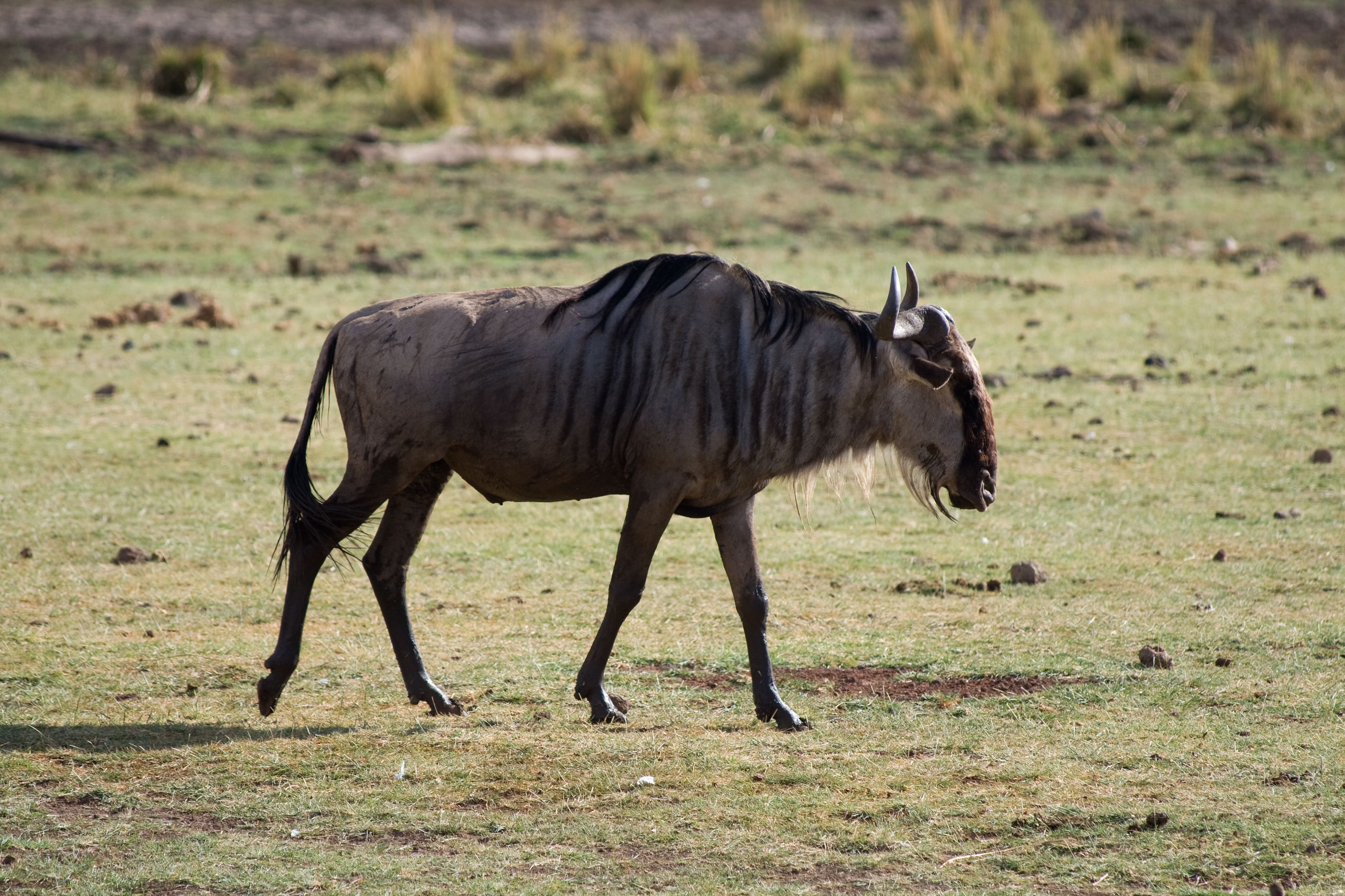 Wildebeest