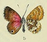 <i>Harpendyreus juno</i> Species of butterfly