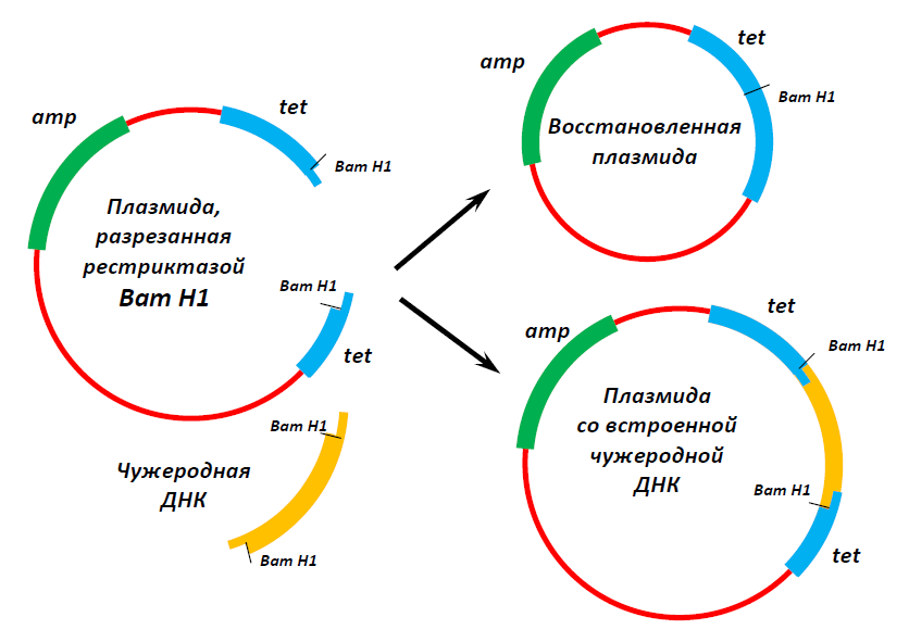 Клонирование плазмиды