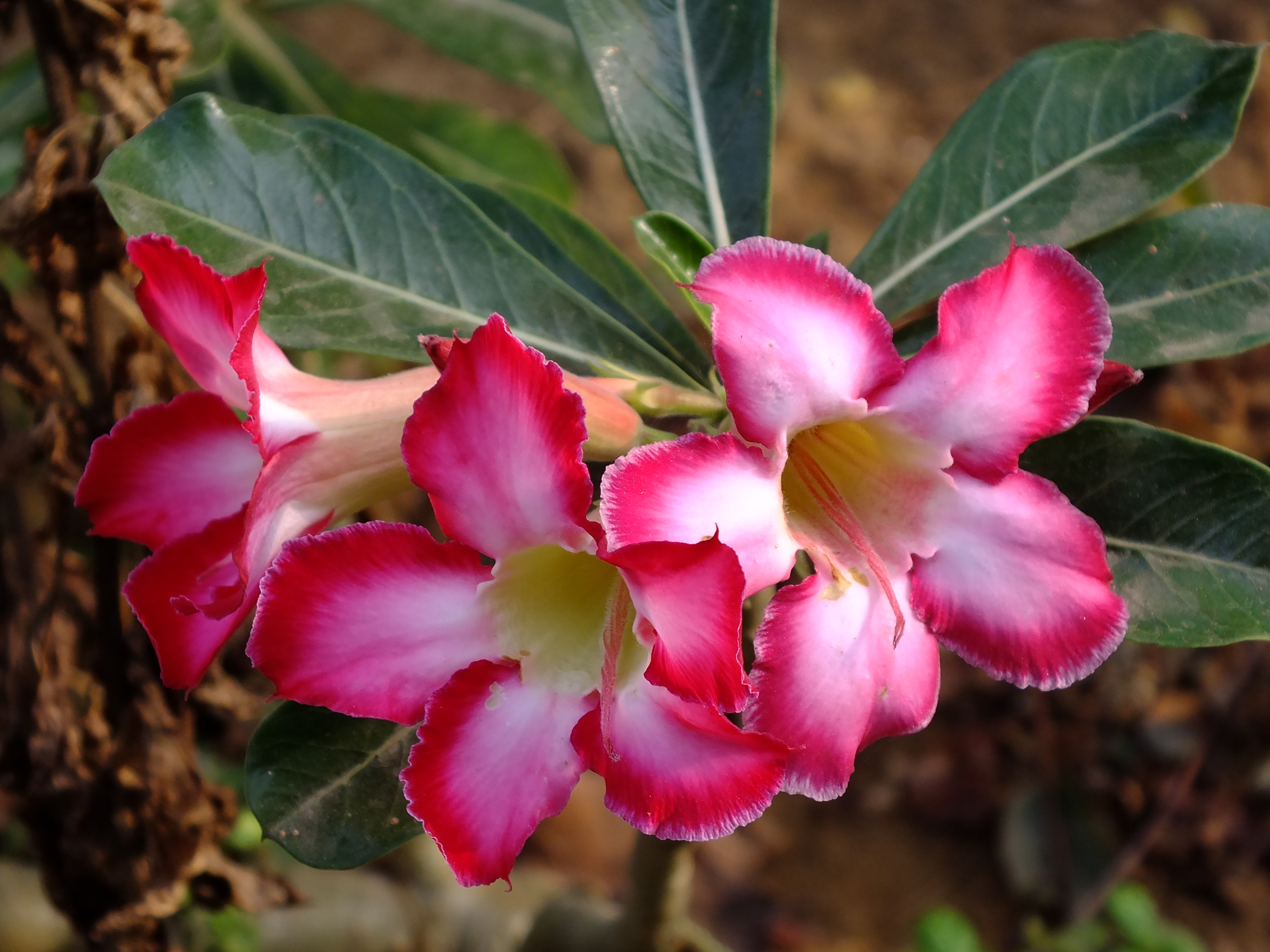 Desert Rose, Adenium obesum, Pink Flowers – Eureka Farms