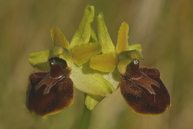 File:Early Spider Orchid flowers - geograph.org.uk - 804520.jpg