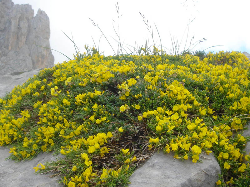 File:Echinospartum horridum 2 (Picos de Europa).jpg