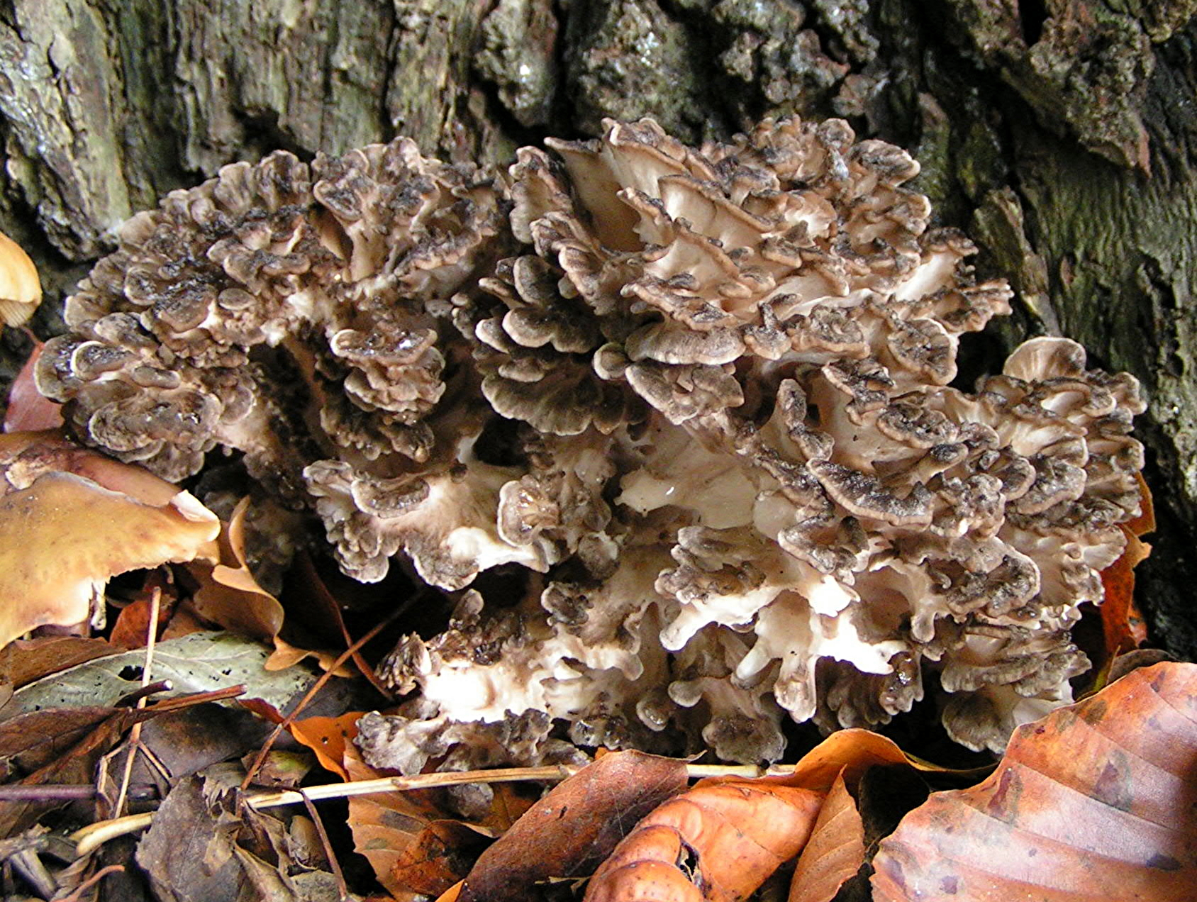 Image of Maitake Mushroom