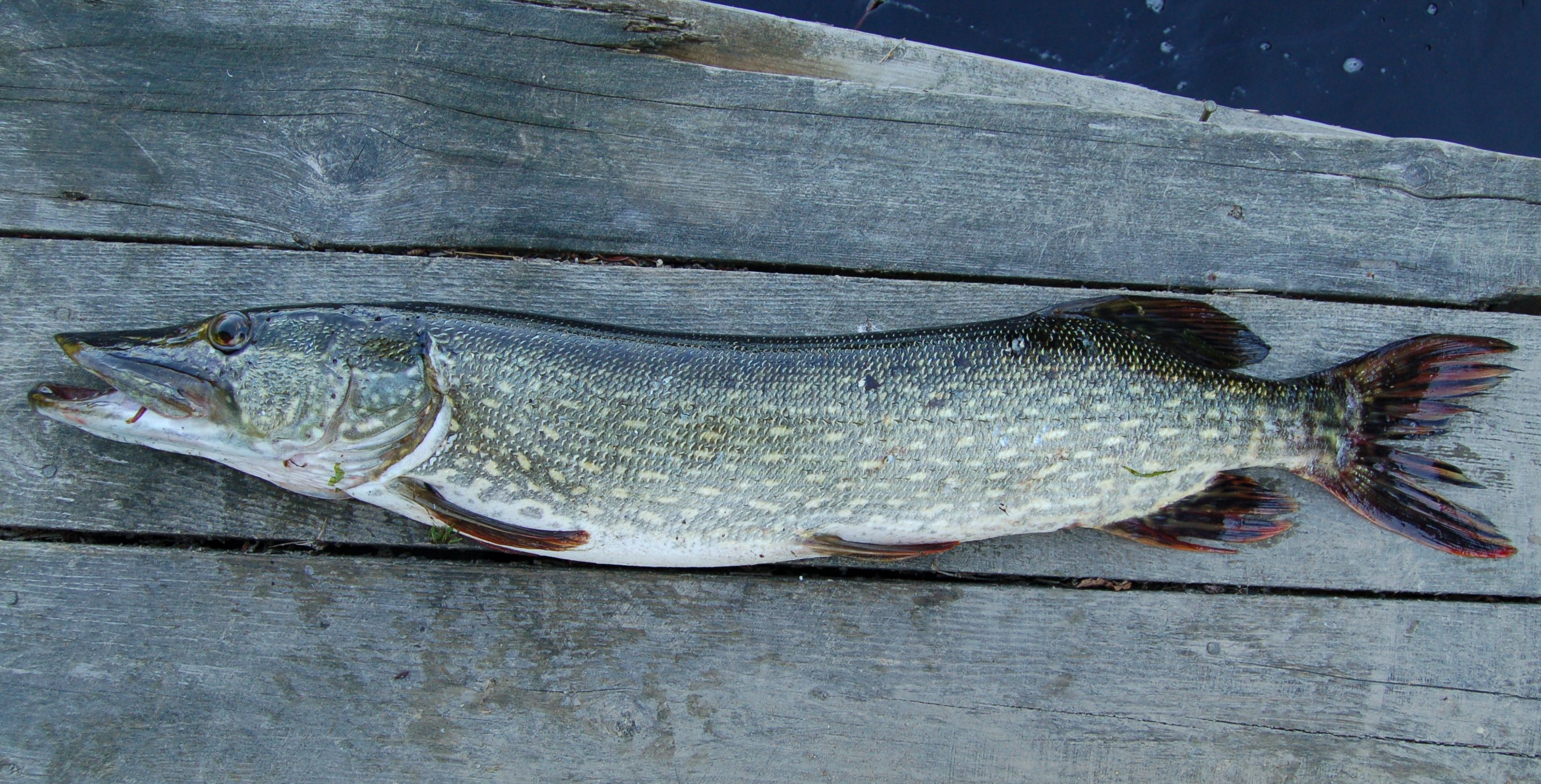 File:Northern pike.jpg - Wikipedia