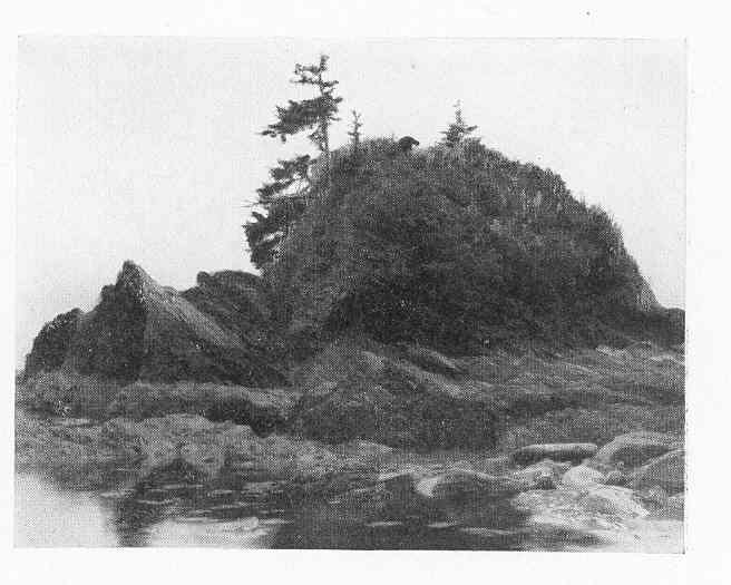 File:FMIB 47416 One of the small islands of the shore The rock is the shale of the Port Renfrew series.jpeg