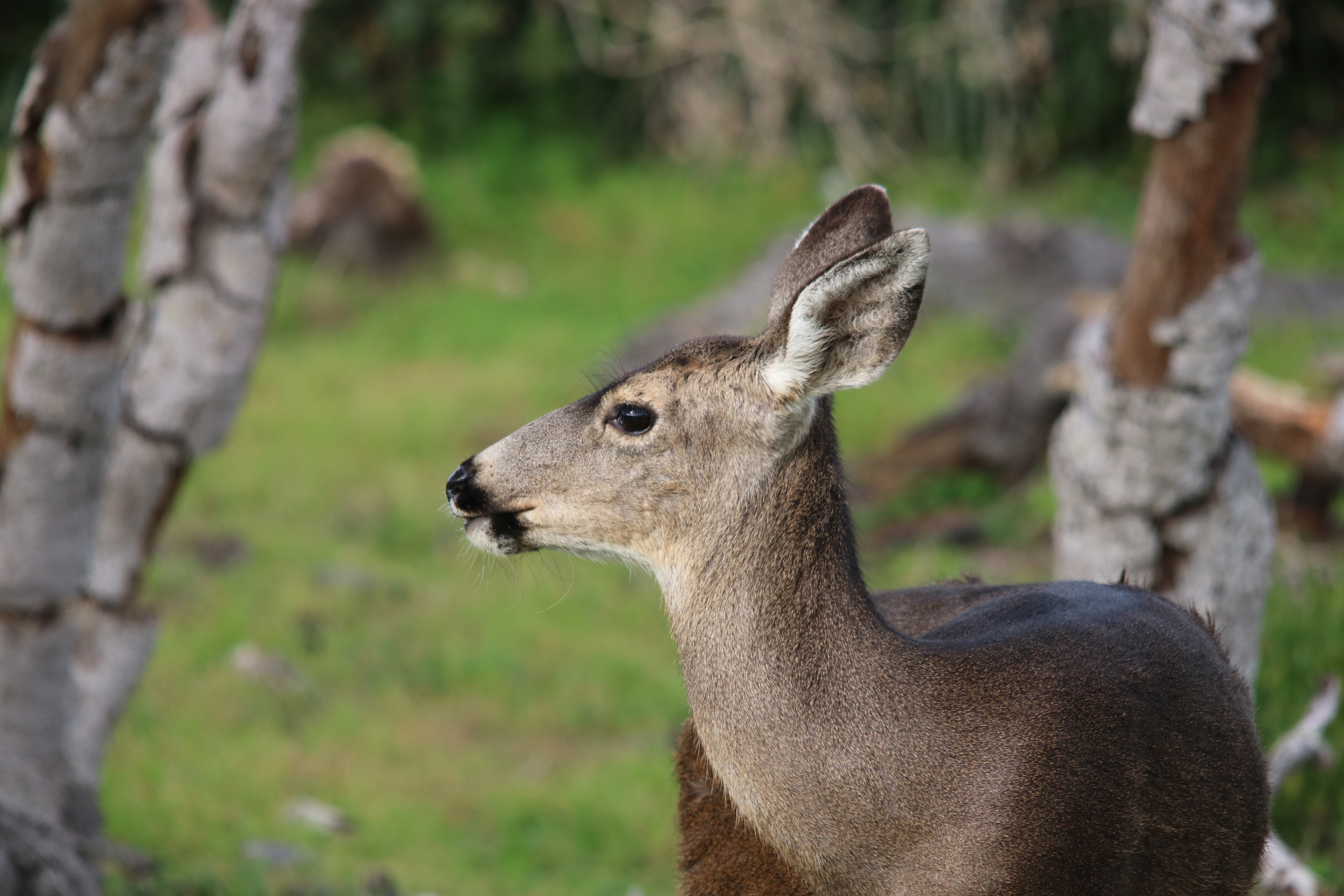 Black tailed Deer. Blacktail Deer. Doe a Deer a female Deer. Deer marie