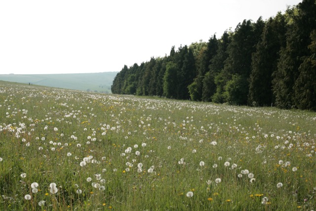 Field of dandelions - geograph.org.uk - 424097