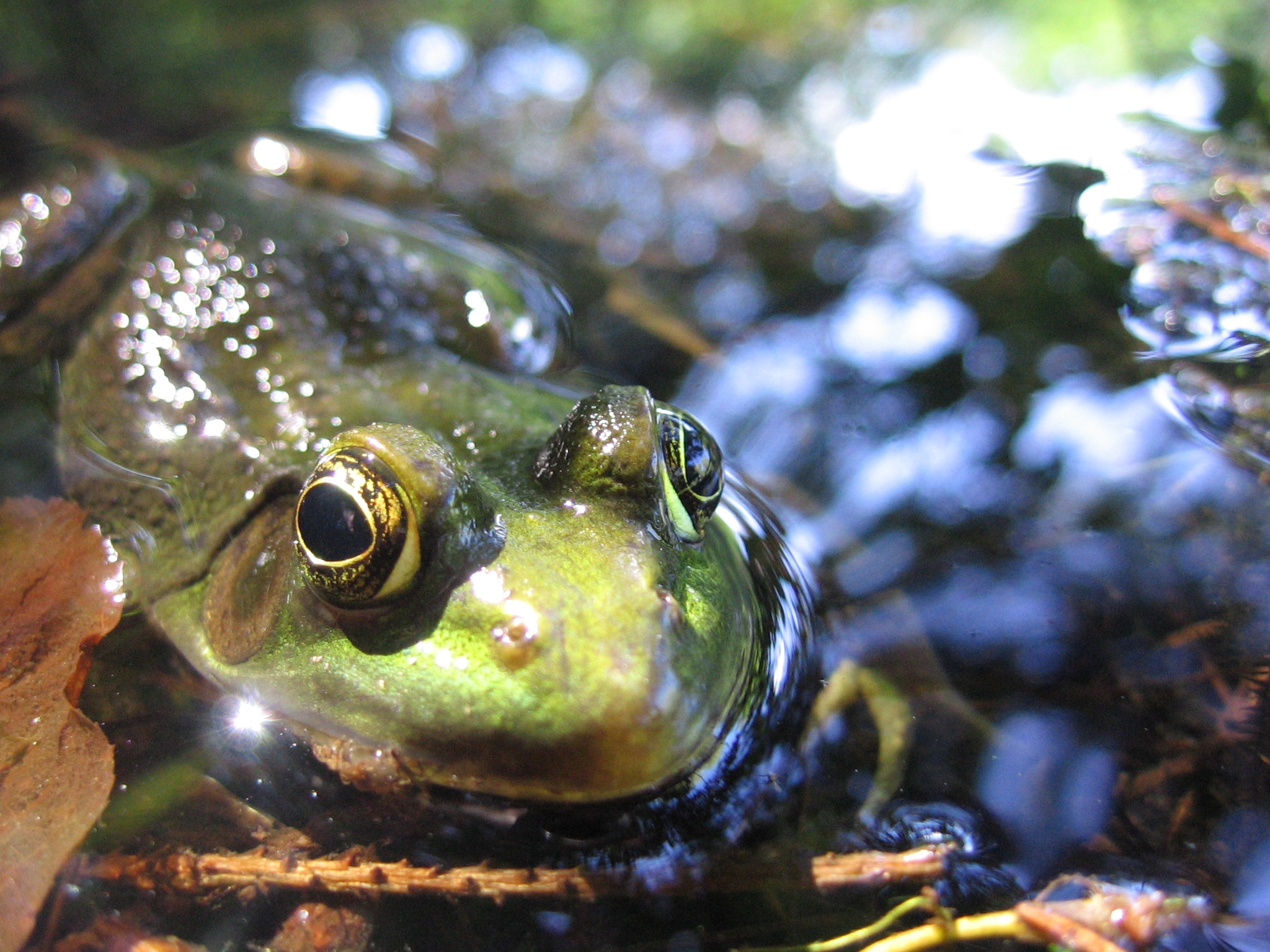 Frog eyes. Real Frog Nica. Real_Frog leak. Biology students when see Frog. Biology students when they see Frog.