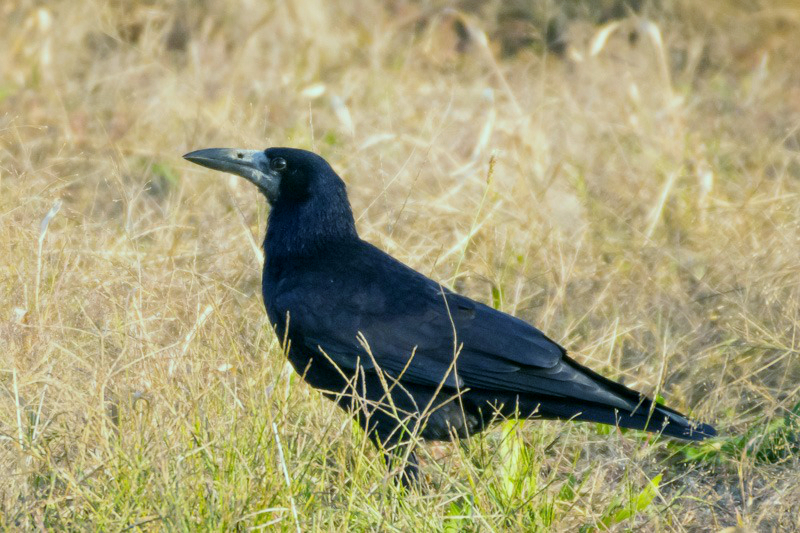 File:Gačac (Corvus frugilegus) Rook.jpg