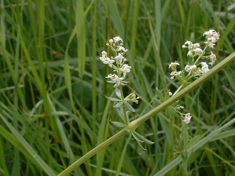 File:Galium mollugo01.jpg