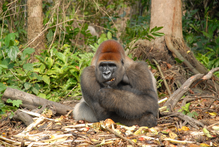 Gorilla Chimba Park