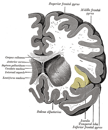 Gray743 insular cortex