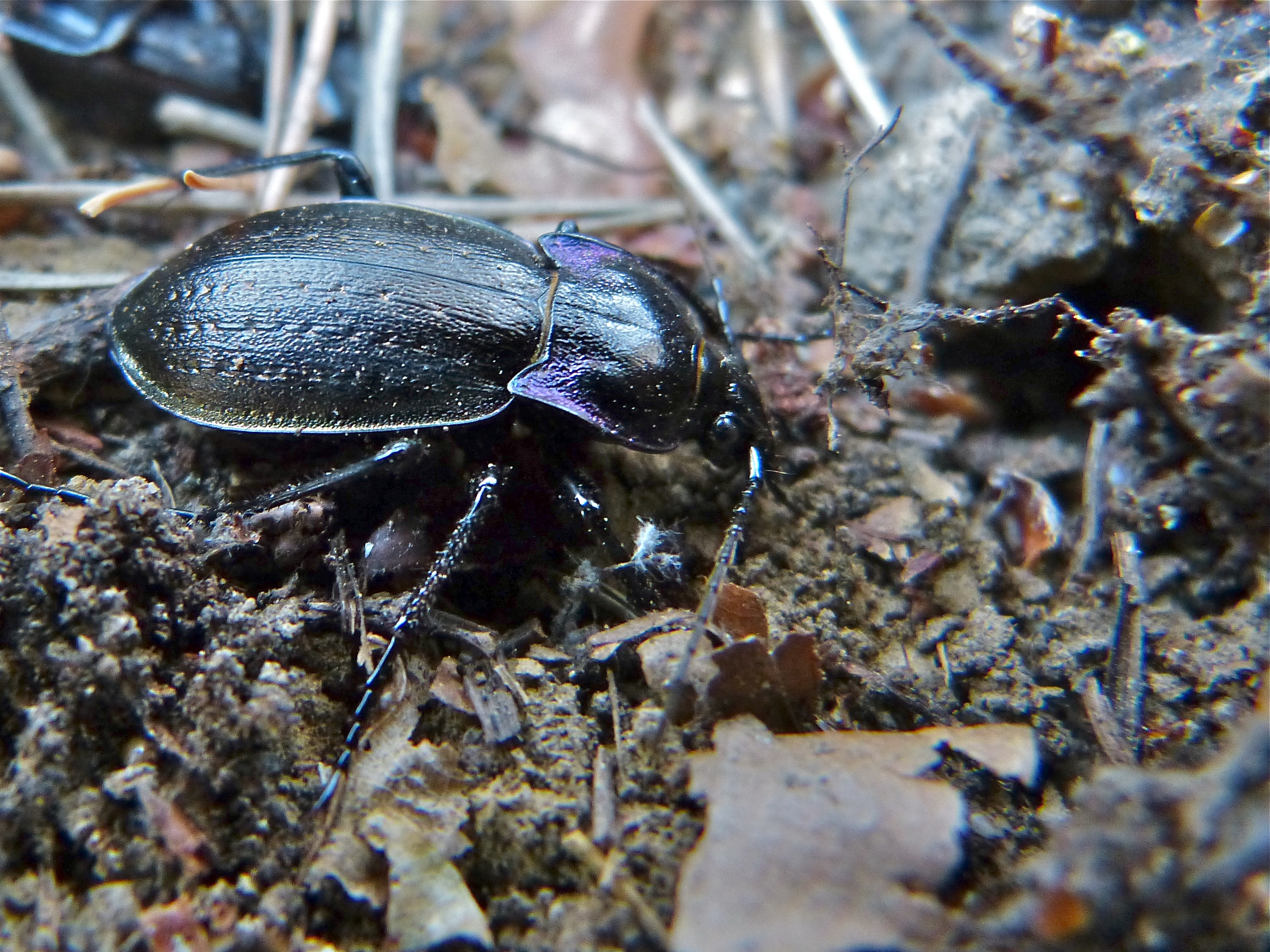 Ground Beetle (Archicarabus nemoralis pseudomonticola) (8360543771).jpg