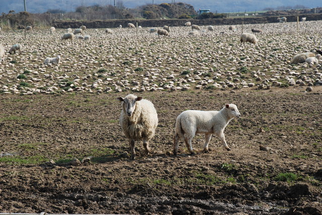 File:Gwledd i ddefaid ac wyn - A feast for sheep and lambs - geograph.org.uk - 378686.jpg