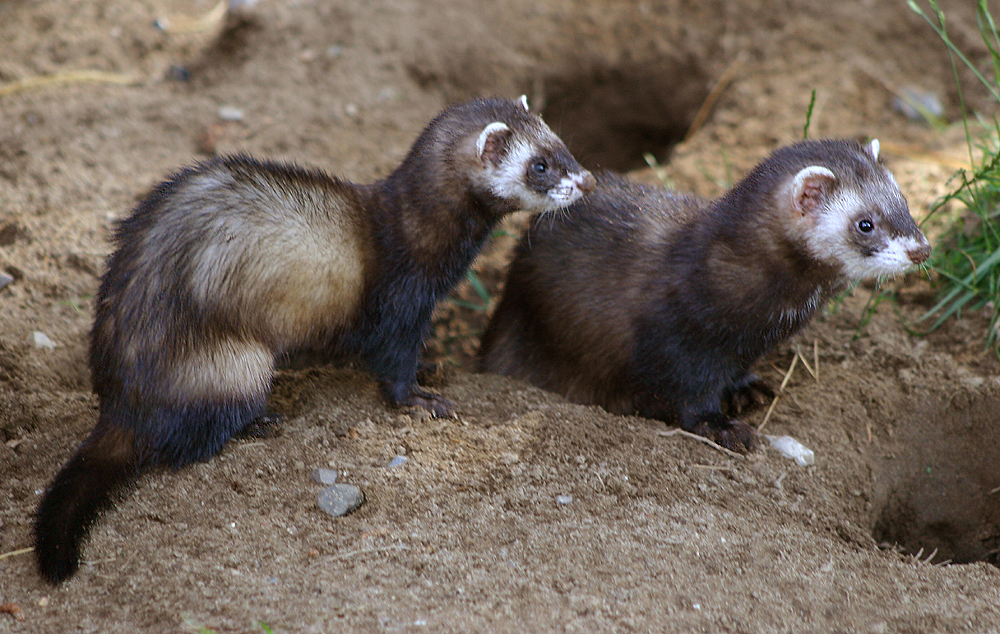 norwegian ferret