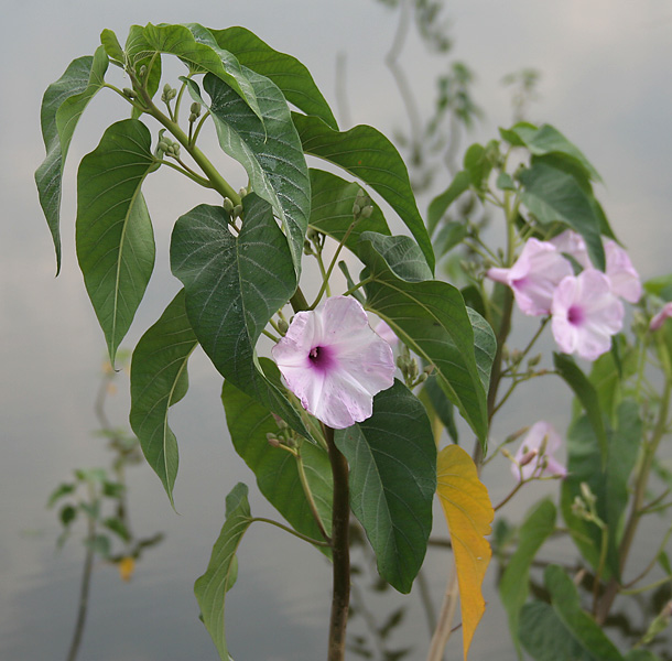 File:Ipomoea carnea in Narshapur, AP W IMG 1113.jpg