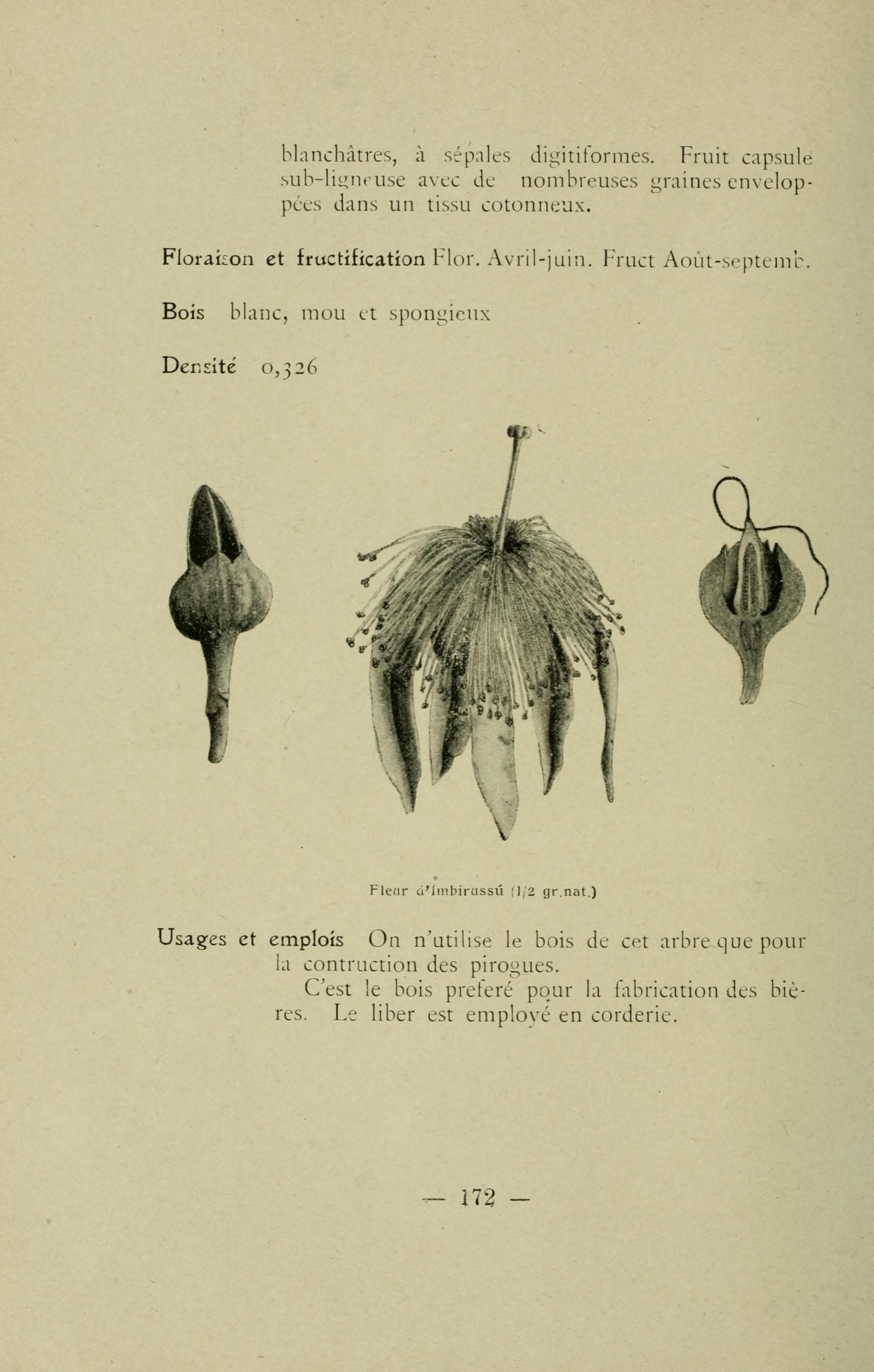 Fileles Bois Indigènes De São Paulo Page 172 Bhl13034996